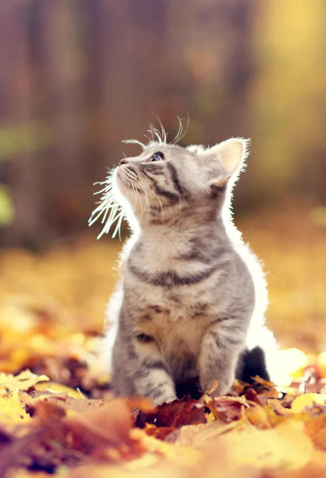 Cat sitting in a field of leaves.